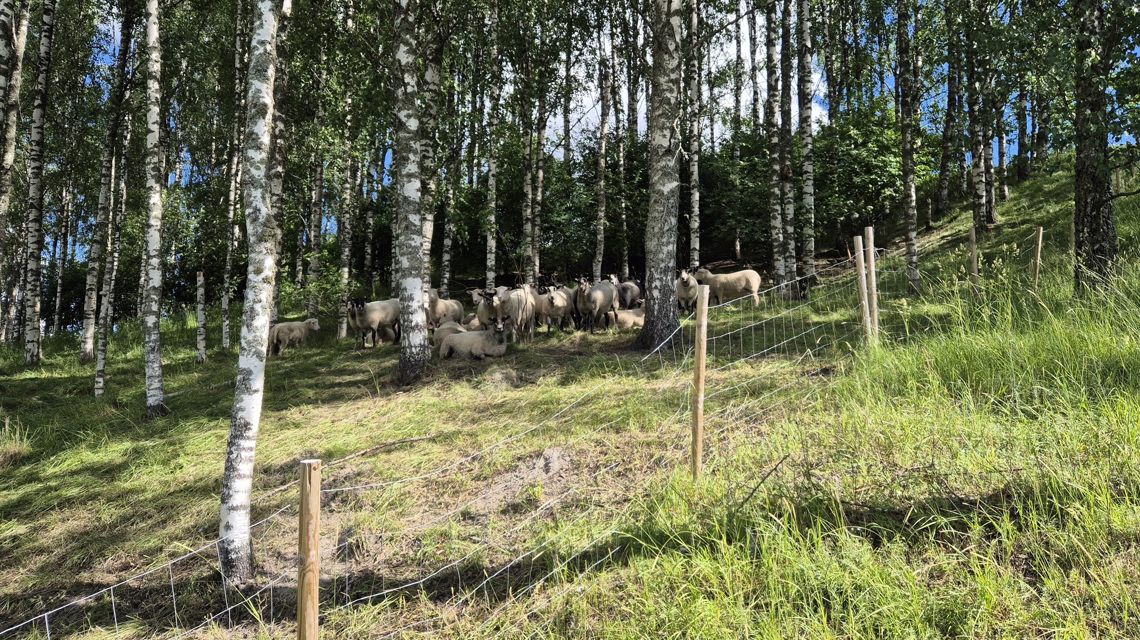 Laitumilla puista saa luontaisia varjopaikkoja, mutta liian tiheässä kasvava puusto estää valon pääsyn maahan, jolloin kenttäkerroksen kasvillisuus ei pääse kasvamaan ja eläimille on alueelle vähemmän ruokaa. Liian tiheä puu- ja pensaskerrasto vaikeuttaa myös alueen hoitoa.