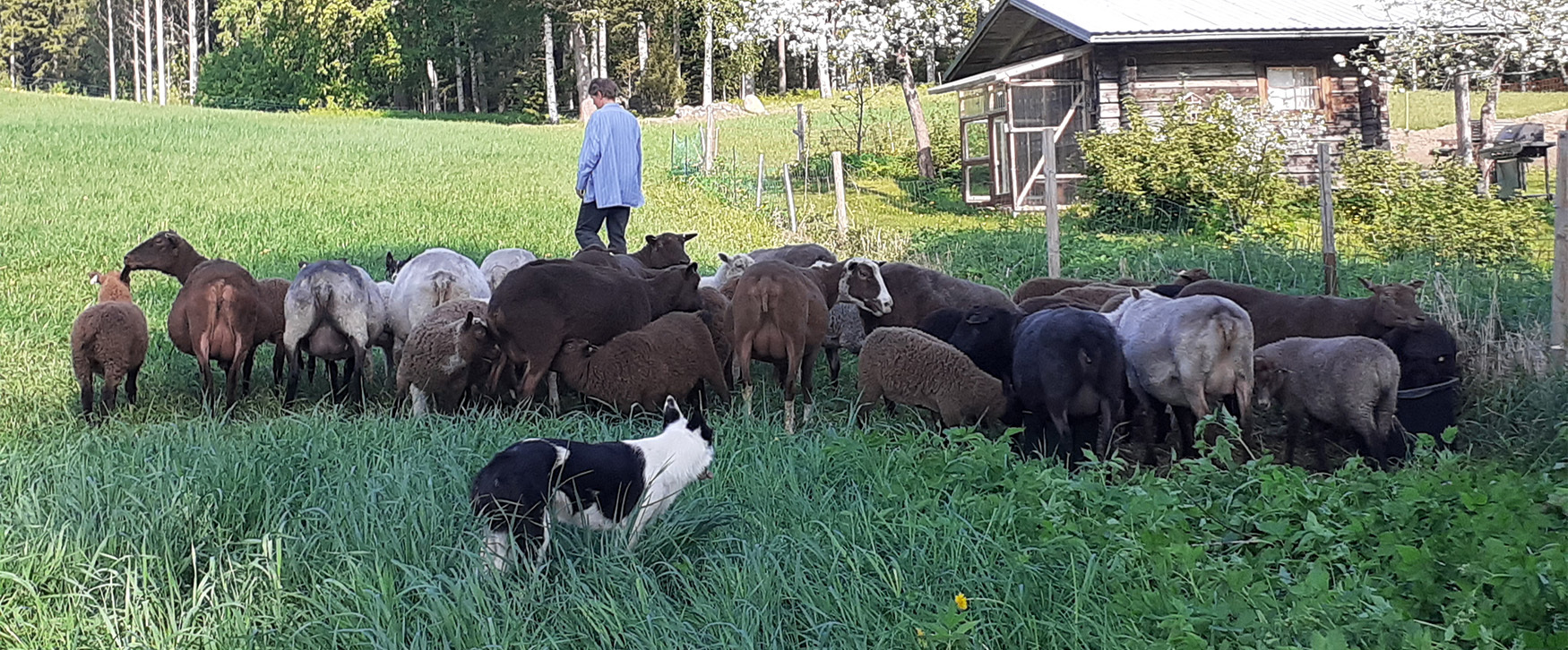 Koira paimentaa lampaita laitumella omistajan kävellessä edellä.