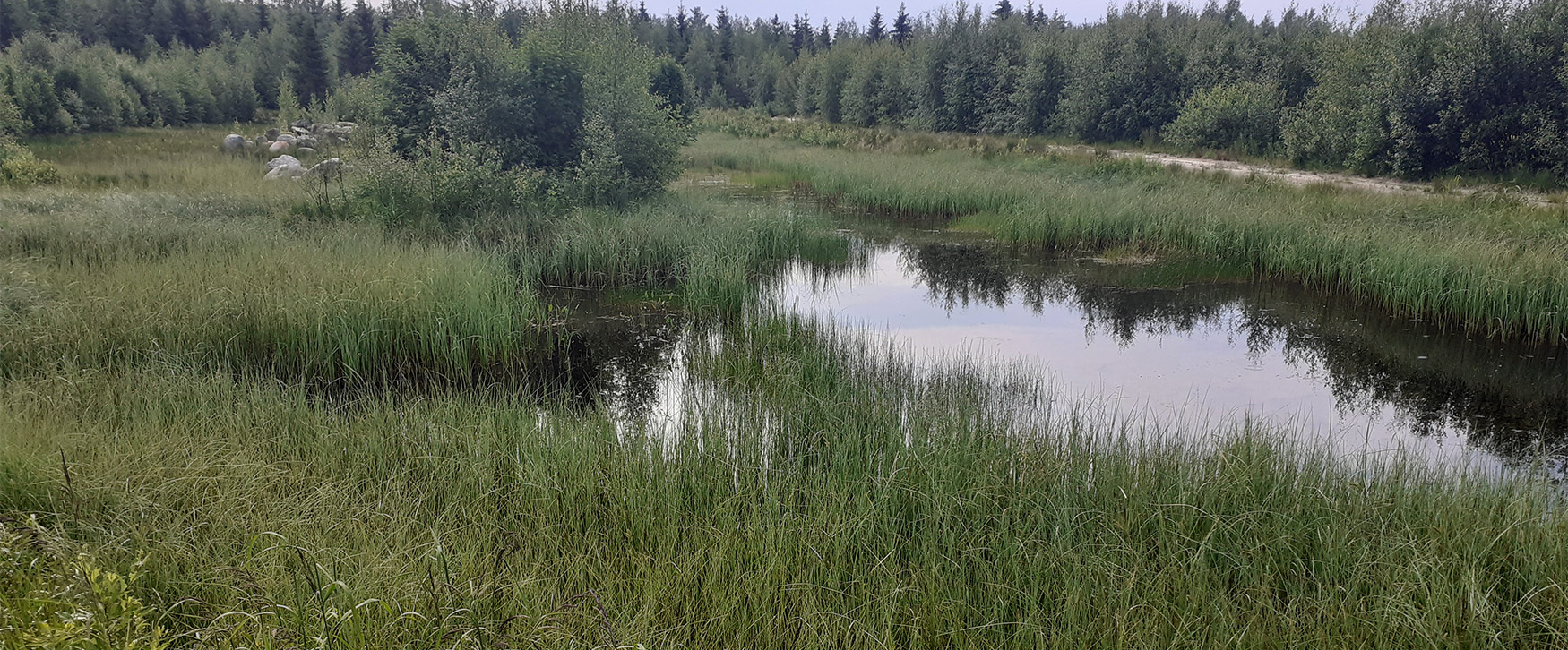 Kosteikko Lietjärvellä