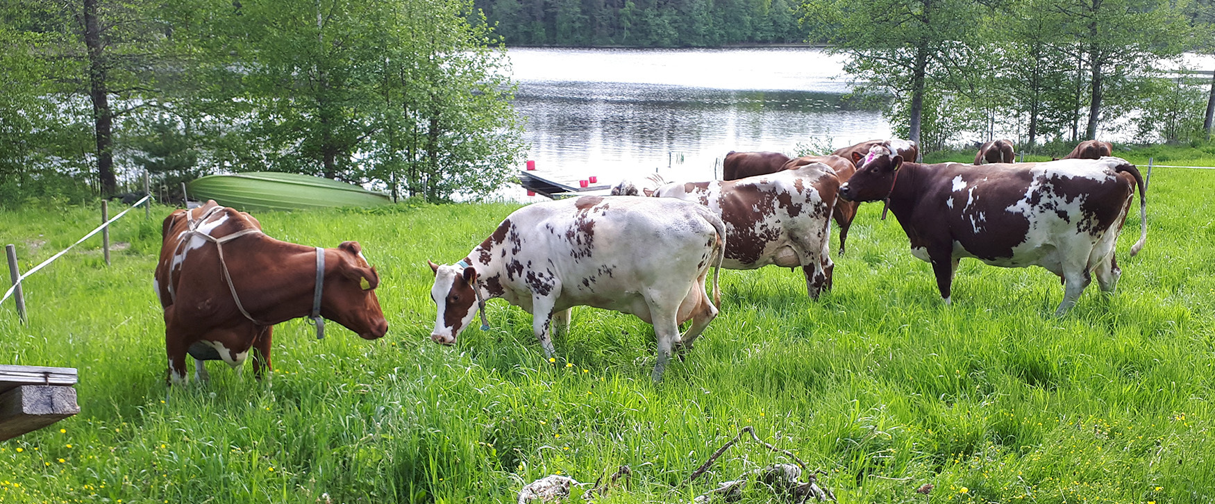 Lehmien laidunkausi alkoi